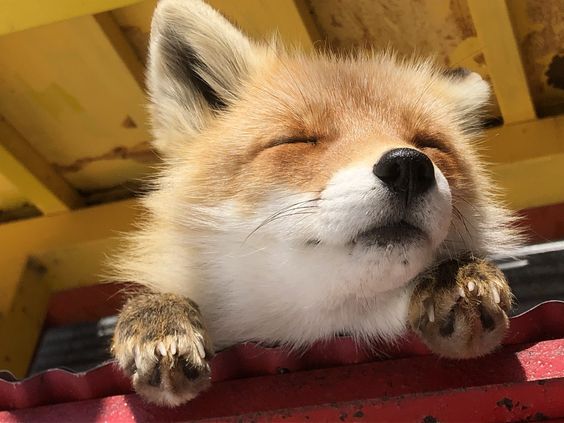 fox sunbathing